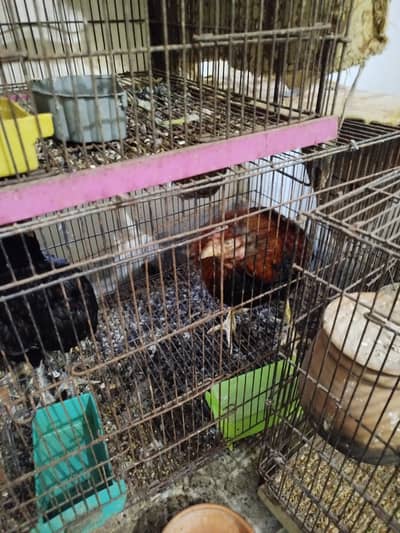 Aseel sindhi murgi aur murgiyan for sale