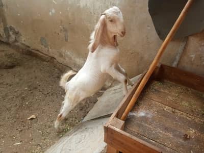 Bakra for sale age 8 month