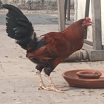 Mian wali Aseel male cross Ayam female