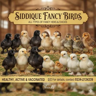 all types of fancy breeds available