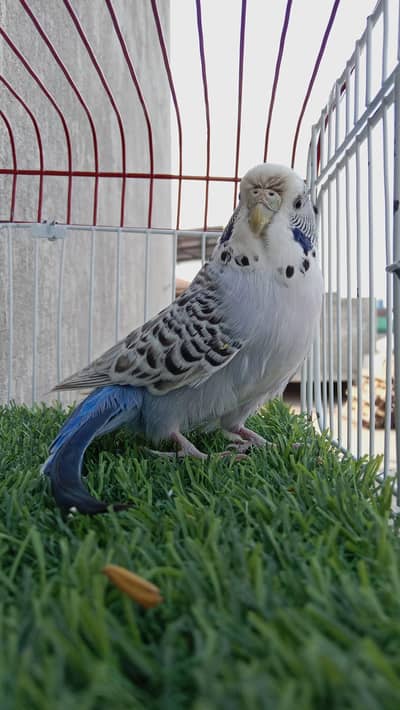 exhibition ,TCB , hogoromo , king , bw , spangle