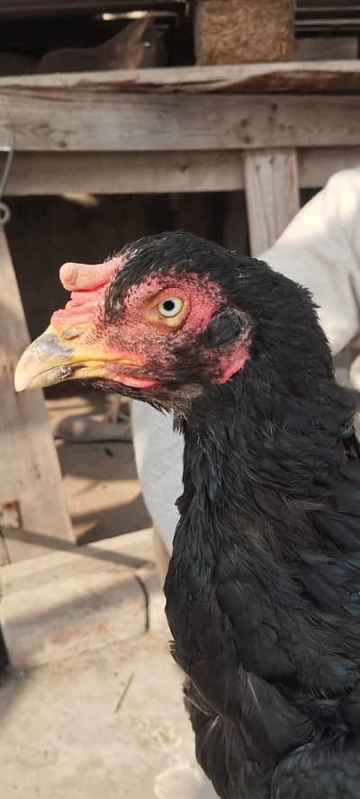 Breeder madi long height pakoye cross hai