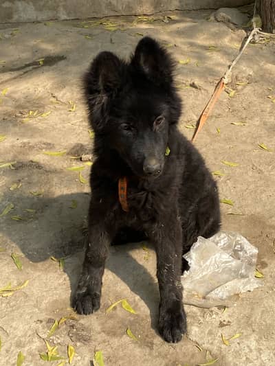 Black German shepherd
