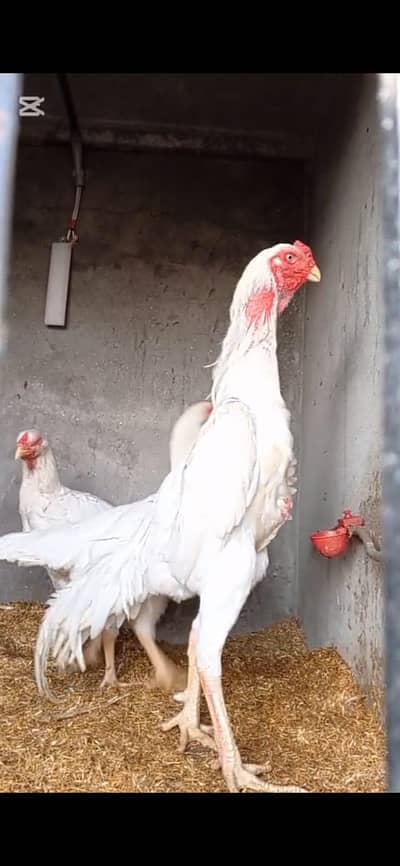 white shamo|o shamo|king shamo|Japanese shamo|german shamo|burmi|Thai