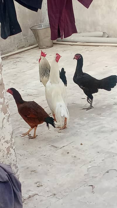 Aseel Desi aur Heera aseel