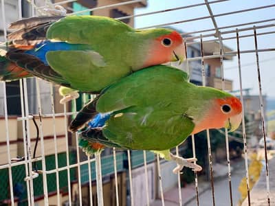 Lovebirds pairs for sale
