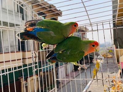 Lovebirds pairs for sale