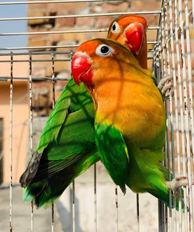 Common fisher birds for sale