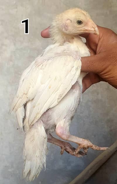 Indian parrot beak cross Pakistani_par piece 4k +92 311 0202664