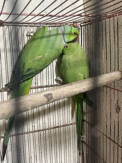 100% breeder pair available   season breed aye gi inshallah