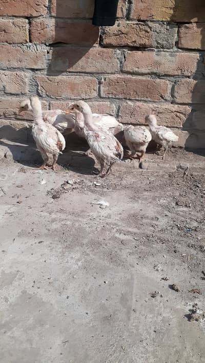 Pure Paper white Heera Aseel chicks چکس ہیرا اصیل