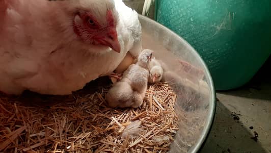 Pure Paper white Heera Aseel chicks چکس ہیرا اصیل