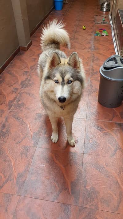 Pedigreed Siberian Husky 10 months old
