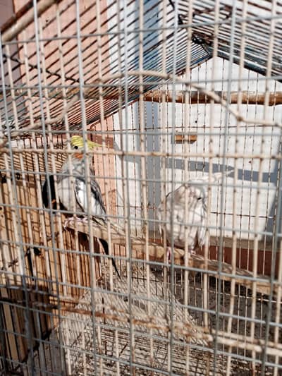 Beautiful Pied Cockatiel for Sale – Healthy & Active