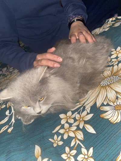 Percian Cat (Grey) for sale.