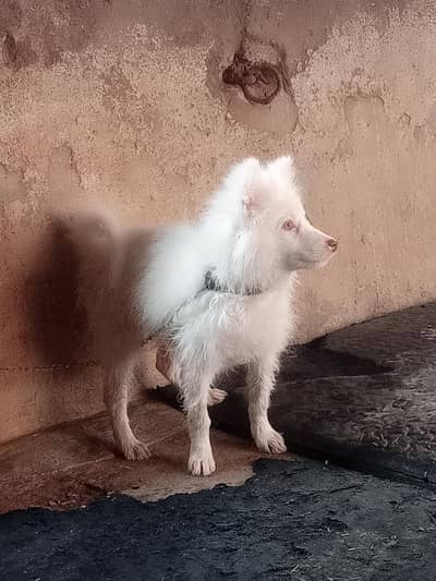 I'm selling my female puppy age 4 months