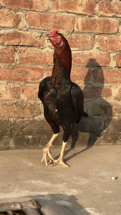 Aseel X Thai Patha For Sale