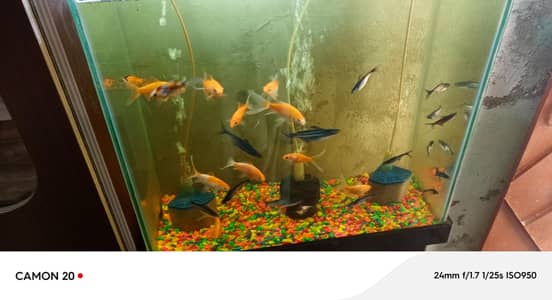 gold fish or blue line