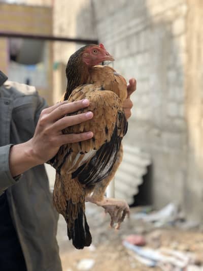 Peeli aseel madi | Mazboot Jhoor | laying eggs