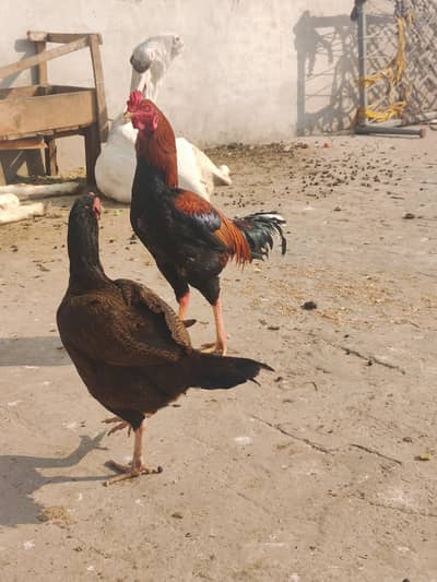 Aseel 1 Murga 2 murgiaan for sale egg laying healthy and active