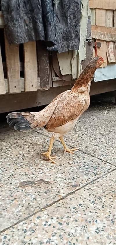 Amroha Reza Cross Hen 5000