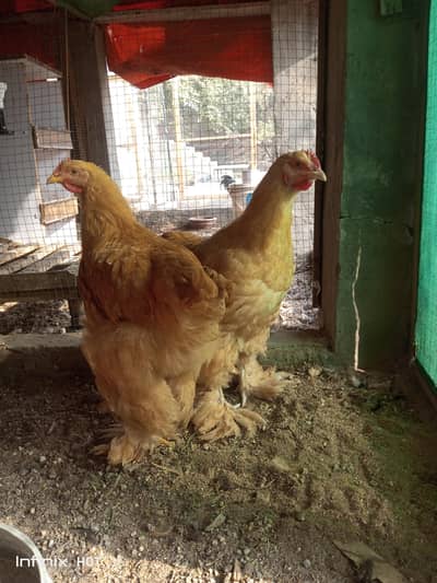 3 Heavy  Golden  Buff  Male  for sale