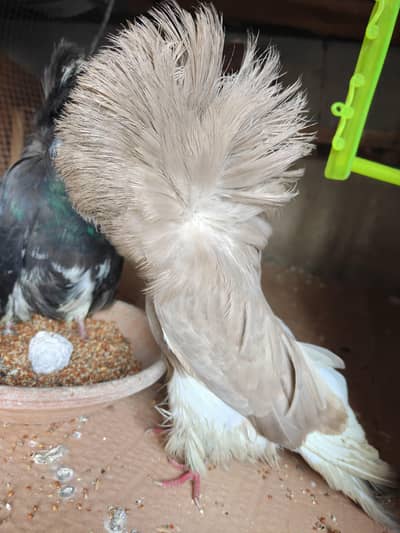 jacobin pigeons pair more details. . . . 