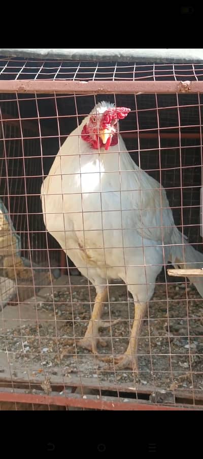 White Heera aseel with misri hen for sale