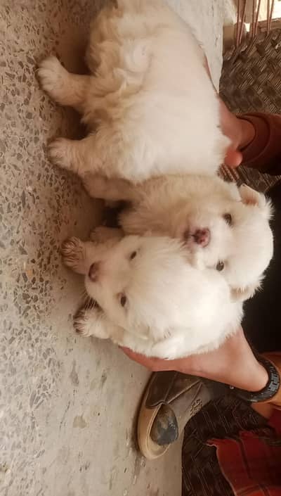 Russian female puppies