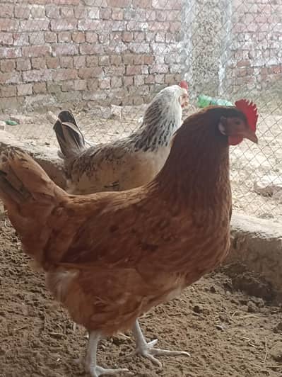 Rate final Golden Misri Egg Laying Hens full production healthy Active