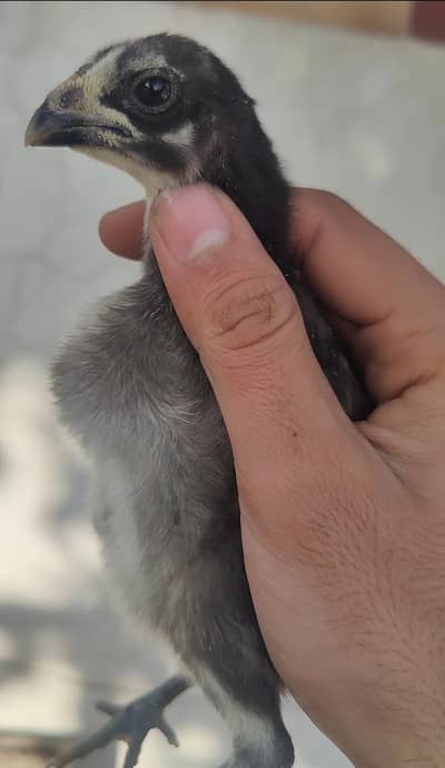 Black dragon plus Thai