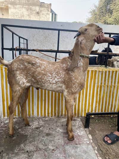 Pure Makhi Cheena Breeder