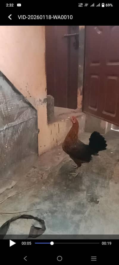 desi han ande deti hai