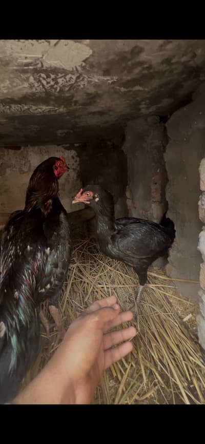Aseel Pair Hens Available