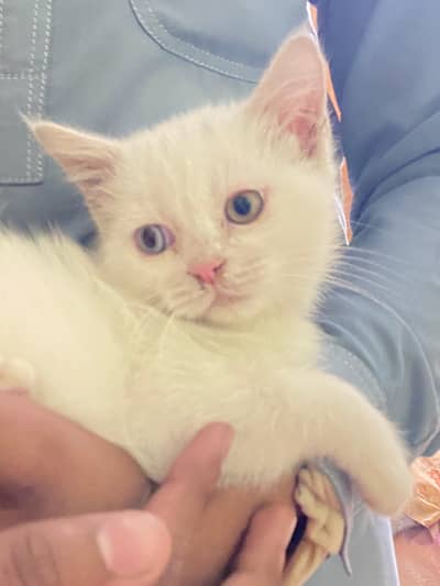 Pure White Persian Kittens (Odd Eyes) – Loving Home Needed