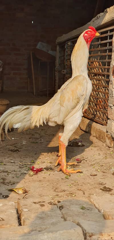 German White Oh Shamo pair