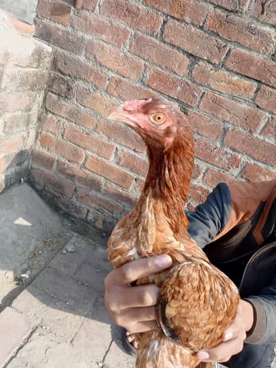 Aseel murgi kamalia nasal