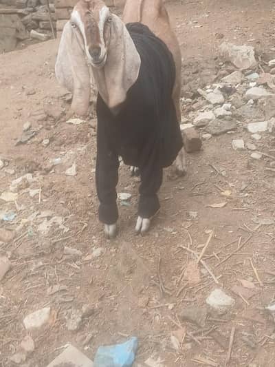 goat for sale