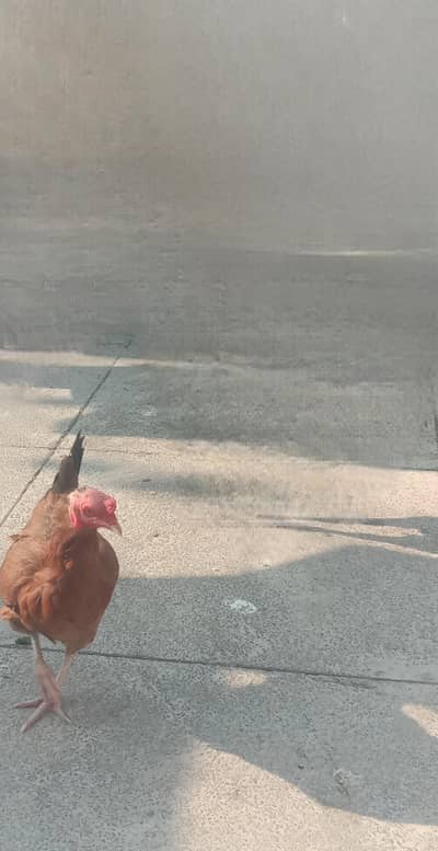 Healthy Egg-Laying Hen for Sale