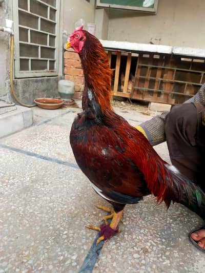 aseel Morka or morke for sell best aseel pair