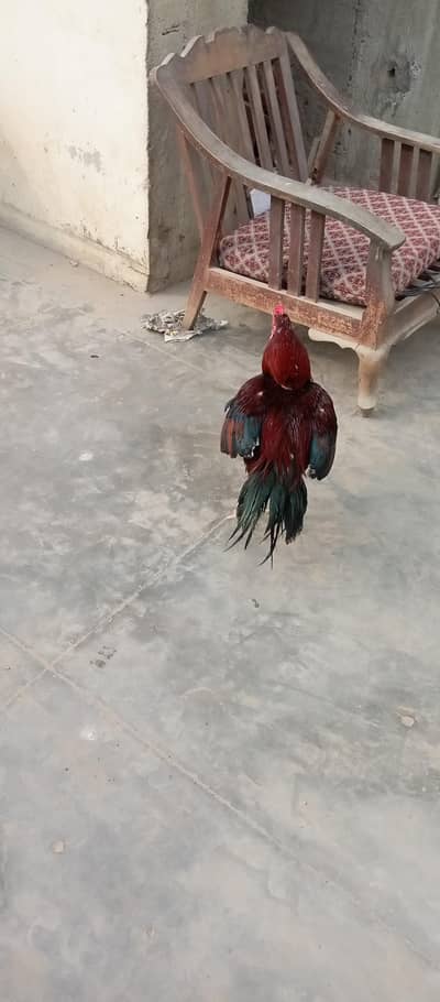 Aseel Murgha Or Murghi Price final 10000