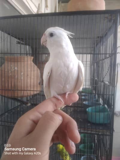 hand tame cocktail available