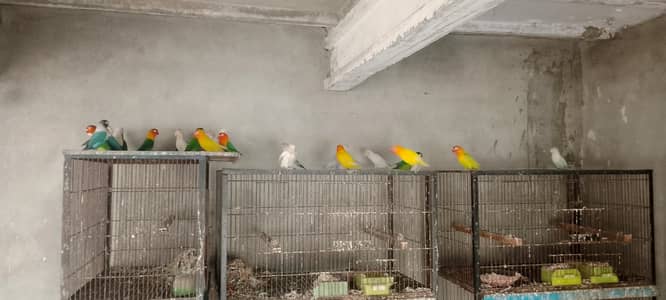 Love Birds+ Java Sparrows + Eno Cocktails Sale in Green Town Lahore