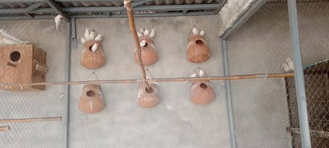 Love Birds+ Java Sparrows + Eno Cocktails Sale in Green Town Lahore