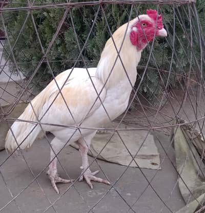 Heera paper white for sale