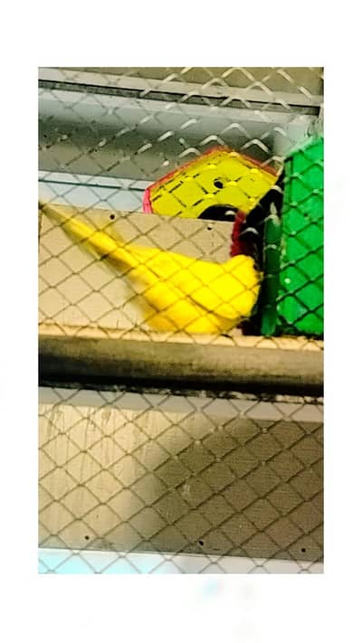 yellow periot red eyes 7 pice