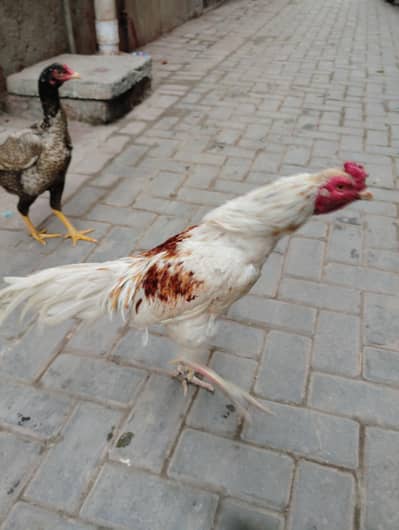 aseel miyawali murga