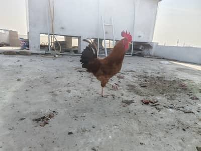 Desi home grown murga