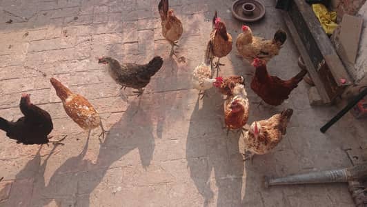 Golden misri murguan