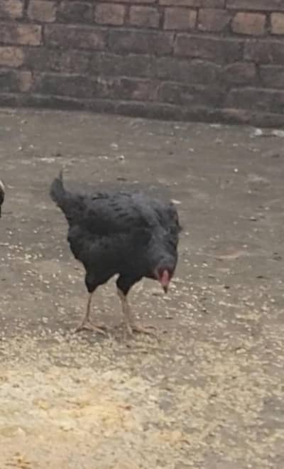 Aseel Murgi miyanwali